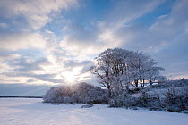 Row of trees, after hoar frost, early morning light, nr Bradworthy, Devon, Uk. December 2010