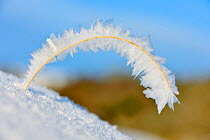Heavy build up of hoar frost on a single stem of dead grass. Berwickshire, Scotland, December 2010