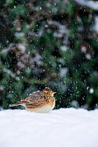 Skylark (Alauda arvensis) attracted to feed below seed feeders in a garden after heavy snowfall covering its naturally occuring food supply, Berwickshire. Scotland, December 2010