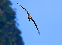 Black Collared Hawk (Busarellus nigricollis) in flight, Ha Long Bay, Quang Ninh, Vietnam.