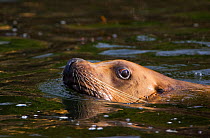 Stellar Sea Lion (Eumetopias jubatus) swimming, Barkley Sound, Vancouver Island, Canada.