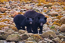 Black Bear mother with cub (Ursus americanus) Ucluth Inlet, Barkley Sound, Vancouver Island, Canada.