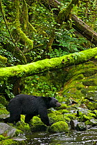 Black bear (Ursus americanus) hunting spawning salmon, Ucluth Inlet, Barkley Sound, Vancouver Island, Canada.
