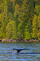 Humpback whale (Megaptera novaeangliae) lobb tailing, Barkley Sound, Vancouver Island, Canada.