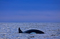 Transient killer whale (Orcinus orca) Barkley Sound, Vancouver Island, British Columbia, Canada.