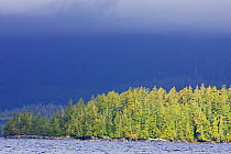 Mixture of Shore Pine (Pinus contorta) Western redcedar (Thuja plicata) Western Hemlock (Tsuga heterophylla) on the coast of the Barkley Sound, Vancouver Island, Canada.