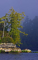Shore Pine (Pinus contorta) on coast, with rocks showing tide line,   Barkley Sound, Vancouver Island, Canada.