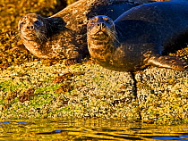 Common/ Harbour Seals {Phoca vitulina} Clayoquot Sound, Vancouver Island, Canada