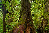 Western Red Cedar tree (Thuja plicata) The Big Tree Trail, Meares Island, Clayoquot Sound, Vancouver Island, British Columbia, Canada.