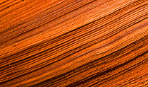 Western red cedar tree (Thuja plicata) detail of bark, The Big Tree Trail, Meares Island, Clayoquot Sound, Vancouver Island, British Columbia, Canada.
