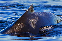 Humpback whale (Megaptera novaeangliae) surfacing showing small dorsal fin and barnacle scars, Barkley Sound, Vancouver Island,  Canada.