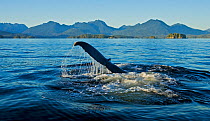 Humpback whale (Megaptera novaeangliae) sounding. Barkley Sound, Vancouver Island, Canada.