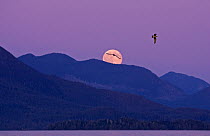 Barkley Sound, with moon rising at dusk, Vancouver Island,  Canada.