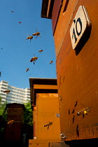 Honey bees (Apis mellifera) flying through the city. Paris, France