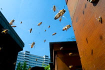Honey bees (Apis melifera) flying in city. Paris, France