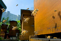 Honey bees (Apis melifera) flying in city, Paris, France