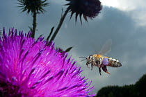 Honey bee (Apis mellifera) hovering over a purple flower. Paris, France