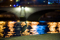 Grey heron (Ardea cinerea) standing by the river Seine, at night, Paris, France