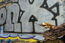 Common bee fly (Bombylius major) on bark in urban park, Paris, France