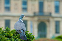 Wood pigeon (Columba palumbus) on a bush in Paris, France
