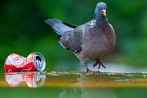 Wood pigeon (Columba palumbus) standing by a discarded coke can in Paris, France