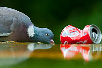 Wood pigeon (Columba palumbus) drinking beside a discarded coke can in Paris, France