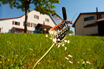 Black and red soldier beetle (Cantharis rustica) spreading its wings on a flowerhead in a garden in Paris, France