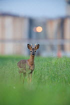 Male Roe deer (Capreolus capreolus) standing in long grass near a factory, Switzerland