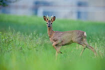 Male Roe deer (Capreolus capreolus) poised to run, in tall grass near a factory in Switzerland.