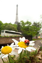 Seven-spot ladybird (Coccinella septempunctata) on a yellow and white flower with Eiffel Tower in distance, Paris, France