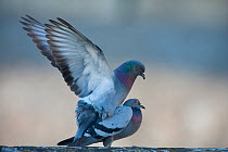 Male Feral pigeon with wings spread (Columba livia) mating with female,  Paris, France