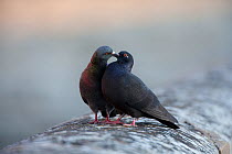Male and female Feral pigeons (Columba livia) touching beaks. Paris, France