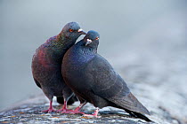 Male Feral pigeon (Columba livia) touching female with his beak. Paris, France