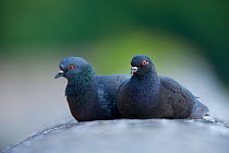 Male and female Feral pigeons (Columba livia) sitting together on a wall. Paris, France