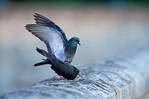 Male Feral pigeon (Columba livia) with wings spread, mating with female. Paris, France