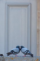 Male and female Feral pigeons (Columba palumbus) touching beaks. Paris, France