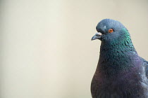 Feral pigeon portrait (Columba livia) in Paris, France