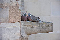 Wood pigeons (Columba palumbus) nesting in a stone gutter. Paris, France