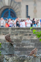 Two Kestrels (Falco tinnunculus) on a stone wall in Paris, with tourists in the background. France