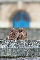 Two juvenile Kestrels (Falco tinnunculus) on a wall, hiding their faces in their wings. Paris, France