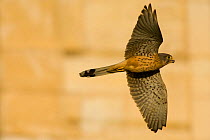 Kestrel (Falco tinnunculus) in flight, wings spread. Paris, France