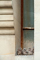 Four Kestrel chicks (Falco tinnunculus) on a window ledge. Paris, France