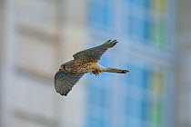 Kestrel (Falco tinnunculus) in flight with prey in talons. Paris, France