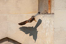 Kestrel (Falco tinnunculus) swooping down from ledge. Paris, France