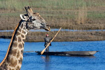 Giraffe (Giraffa camelopardalis) with man paddling boat in the background. Botswana, winter