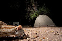 Small spotted genet (Genetta genetta) in a tourist camp at night. Botswana