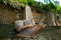 Edible snail (Helix pomatia) in a garden in Paris, France