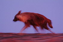 Brown Hyaena (Hyaena brunna) running. Skeleton Coast, Namibia