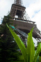 Blue-tailed damselfly (Ischnura elegans) on leaf in front of the Eiffel tower, Paris, France.