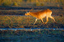 Lechwe (Kobus leche) in wetlands. Botswana
